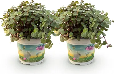 Obrázok produktu pre Plazivá krasavica Callisia repens, sada 2 rastlín, Ø12cm, výška 17 - 20cm