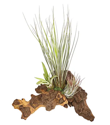 Produktbild von Dehner Tillandsien Arrangement auf Mopani-Wurzel, 3 x Bromeliengewächs, 18 - 22 cm, Zimmerpflanze