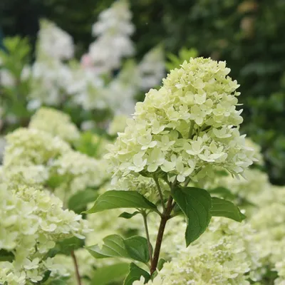 Produktbild von 2 x Hortensie - Hydrangea paniculata 'Little Lime' | 40-50 cm in Container