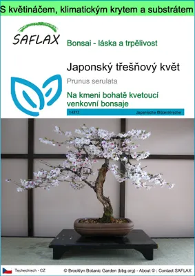 Obrázek produktu pro SAFLAX Garden to go - Japonský třešňový květ - Prunus serulata - 30 Semena - S květináčem, klimatickou poklicí a pěstebním substrátem