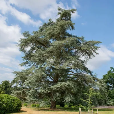 A large, mature tree with blue-green foliage stands in a grassy park on a sunny day with a blue sky and scattered clouds.