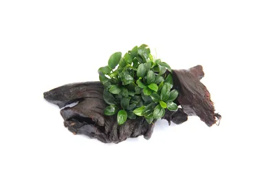 Produktbild von Anubias nana Bonsai auf Wurzel Zwergspeerblatt