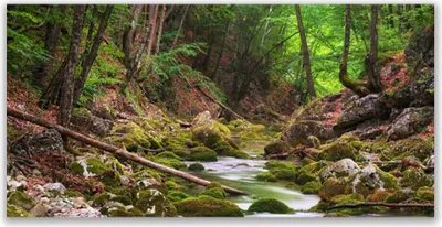 Produktbild von Tulup Leinwand-Bilder 120x60 Wandbild Canvas Kunstdruck Wald Natur