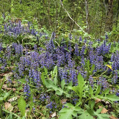 Produktbild von 3 Ajuga reptans Kriechgünsel Pflanzen, blau-purpurblau, 9 cm Topf, 20 cm hoch, bodendeckend