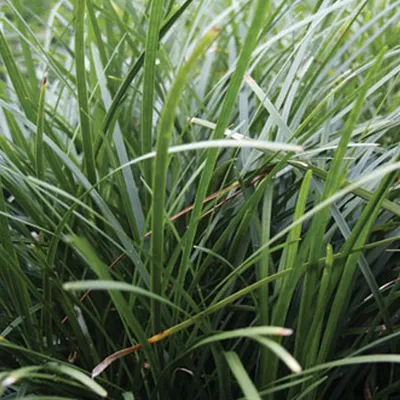 Produktbild von 6 x Japanischer Schlangenbart - Ophiopogon japonicus  | Topf 9cm x 9cm