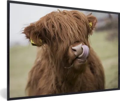 Produktbild von MuchoWow® Gerahmtes Poster Schottischer Highlander - Nahaufnahme 90x60 cm - Poster mit Schwarzem Bilderrahmen Wandposter Rahmen Foto Bilder - Fotorahmen - Foto-Plakat