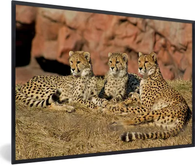 Produktbild von MuchoWow® Gerahmtes Poster Gepardenmutter und -junge 30x20 cm - Poster mit Schwarzem Bilderrahmen Wandposter Rahmen Foto Bilder - Kunstdruck - Bild-Poster