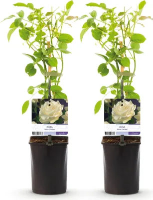Produktbild von GreenboutiQ - Kletterrose - Rosa White Climber - Blüte Weiß - Wenig Pflege - 2 Pflanzen - Topf 11cm Höhe 40cm