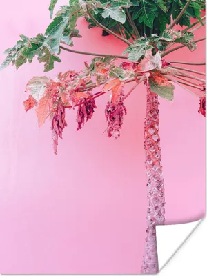 Produktbild von MuchoWow® Poster Palme - Tropisch - Rosa - Sommer 90x120 cm - Wohnzimmer