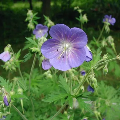 Productafbeelding van 6 x Wilde geranium (Geranium pratense) | Pot van 9x9 cm