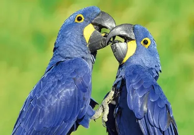 Produktbild von 3 D Ansichtskarte Hyazintharas, Postkarte Wackelkarte Hologrammkarte Tiere Tier Papageien Vogel