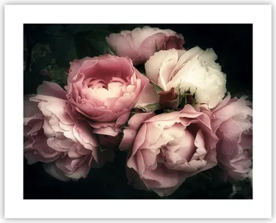 Produktbild von Poster - Poster ohne Rahmen - Pfingstrose Blume - 50x40 cm - Wand Bild - Wanddeko - Wandbilder - Kunstposter - Wandposter - Bilder - Kunstdruck - Wanddekoration - Wandbild - P2XAA50x40-3930