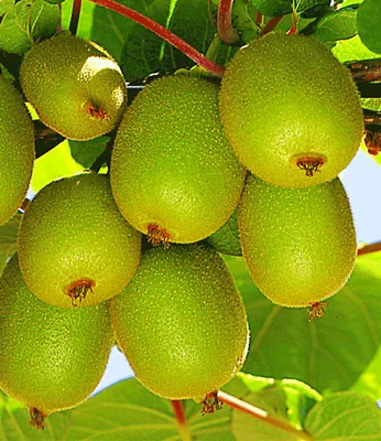 Produktbild von BALDUR Garten Säulen-Kiwi 'Issai', 1 Pflanze, selbstfruchtend Stachelbeer-Kiwi winterharte Obstpflanze, platzsparende Säule für kleine Gärten, Balkone & Terrassen, Actinidia arguta