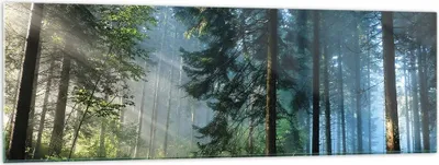 Produktbild von Bilder auf glas - Einteilig - Wald Dämmerung die Sonne - 160x50cm - Glasbilder - Wandbilder - Bilder - zum Aufhängen bereit - Wanddekoration aus Glas - Glas Bilder - Wandbild auf Glas - GAB160x50-4398