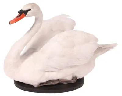 Obrázok produktu pre Taxidermovaná labuť, sediaca