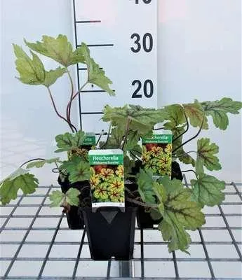 Image de 6 x Heucherella hybr. 'Alabama Sunrise'® - fleur de mousse bâtarde - pot 9 x 9 cm