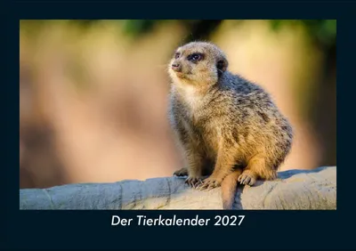 Produktbild von Der Tierkalender 2027 Fotokalender DIN A5