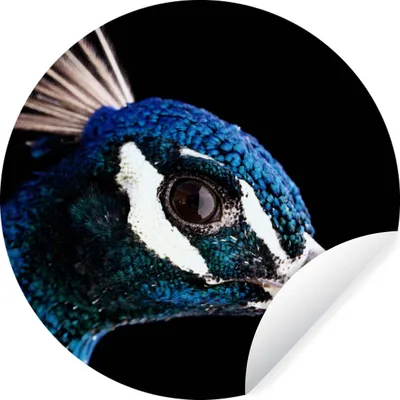 Produktbild von MuchoWow® Runde Wandtattoo - Wandsticker Tapete Aufkleber Pfau - Tier - Blau Ø 100 cm Selbstklebend und Repositionierbar - Wandaufkleber - Kreis - Tapetenkreis - Wandbild rund - Schlafzimmerdekoration - Wanddeko - runde Tapete - Kunst für zu Hause