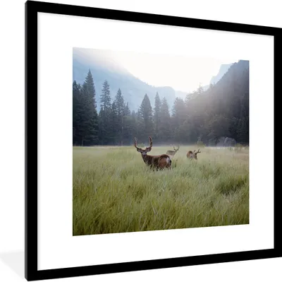 Produktbild von MuchoWow® Gerahmtes Poster Wald - Hirsche - Nebel 40x40 cm - Poster mit Schwarzem Bilderrahmen Wandposter Rahmen Foto Bilder - Poster - Plakat im Rahmen