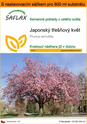 Obrázek produktu pro SAFLAX Garden in the bag - Japonský třešňový květ - Prunus serrulata - 30 Semena - S pěstebním substrátem v praktickém samovztyčovacím sáčku