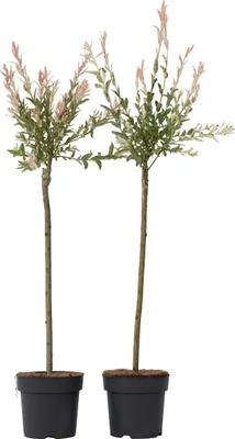 Produktbild von Schweizer Zwergweide - 2 Stk - Salix integra 'Flamingo' - Höhe 90-110cm - ⌀19cm