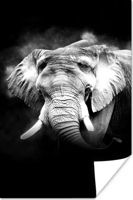 Produktbild von MuchoWow® Poster Elefant im Nebel vor schwarzem Hintergrund - schwarz und weiß 40x60 cm - Plakate für die Wand - Poster Babyzimmer