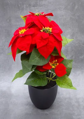 Produktbild von Künstlicher Weihnachtsstern im schwarzen Topf - 40 cm - Kunstblume Poinsettia in naturgetreuer Nachbildung, KI-generiertes Bild