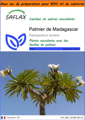 Image de SAFLAX Garden in the bag - Palmier de Madagascar - 10 graines - Pachypodium