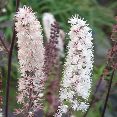Produktbild von 6 x Zilverkaars  - Actaea simplex 'Pink Spike'  | Topf 9cm x 9cm