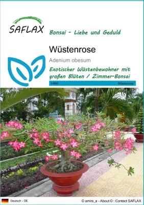 Produktbild von SAFLAX - Wüstenrose - Adenium obesum - 8 Samen