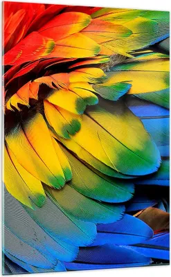 Produktbild von Bilder auf glas - Einteilig - Feder Papagei Vogel - 70x100cm - Glasbilder - Wandbilder - Bilder - zum Aufhängen bereit - Wanddekoration aus Glas - Glas Bilder - Wandbild auf Glas - GPA70x100-3428