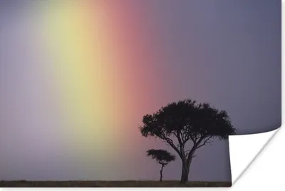 Produktbild von MuchoWow® Poster Ein Regenbogen über einem Akazienbaum in der Savanne 90x60 cm - Schlafzimmer