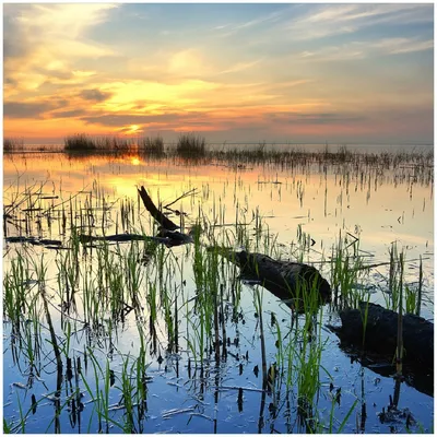 Produktbild von Wallario Premium Glasbild, freischwebende Optik, kräftige Farben, Größe 30 x 30 cm Motiv Schilf am Abend - Sonnenuntergang über der Seelandschaft