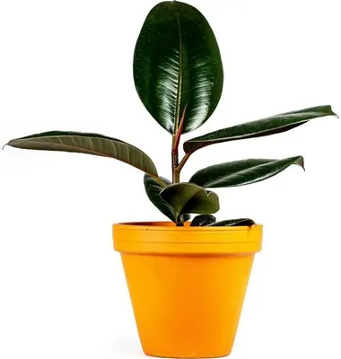 Obrázok produktu pre Gardners Ficus elastica Abidjan, priemer 12 cm