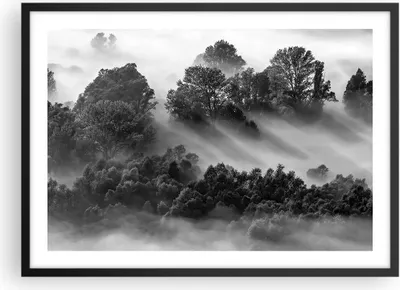 Produktbild von Gerahmtes Poster - Schwarzer Rahmen - Schwarzweiß Bäume Nebel - 70x50 cm - Wand Bild - Wanddeko - Wandbilder - Kunstposter - Wandposter - Bilderrahmen - Bilder - Kunstdruck - P2BAA70x50-4510