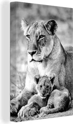 Produktbild von MuchoWow® - Leinwandbilder - Löwin und Junges - schwarz und weiß, Wandbild, Wanddeko Bilder Wohnzimmer, 80x120 cm