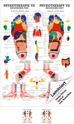 Produktbild von Reflexzonen Fuss Mini-Poster Anatomie 34x24 cm medizinische Lehrmittel
