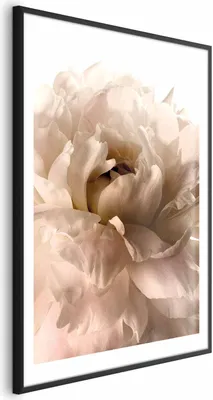 Produktbild von Posterpapier Poster - Soft Petals 60x90 cm Blumen b-C-0500-ao-a