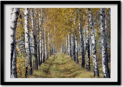 Produktbild von Bild - Bilderrahmen - 100 cm x 70 cm - MDF - Rahmen - Foto - Wandkunst Birken im Herbst