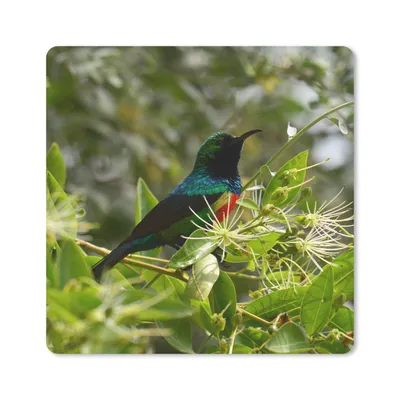 Produktbild von MuchoWow® Mauspad Mousepad Vogel zwischen den Blättern im Dschungel 30x30 cm - Mousepads - Maus Mat - Pad - Mausunterlage - Gaming