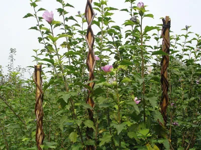 Immagine prodotto di Asta Garden Willow 160 cm, in vimini, di supporto per piante