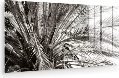 Produktbild von MuchoWow Glasbilder - Bilder auf Wandbild - Foto auf Glas Palme - Tropisch - Schwarz - Weiß 40x20 cm Wanddekoration aus Glas - Acrylglasbild - Acrylbilder - Modern - Wandgemälde auf Glas