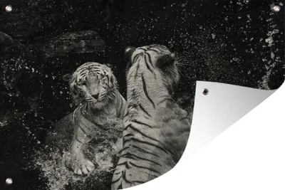 Produktbild von MuchoWow® 90x60 cm Outdoor-Poster Gartendeko Sichtschutz Garten Poster für den Garten  Tiger - Wasser - Wild