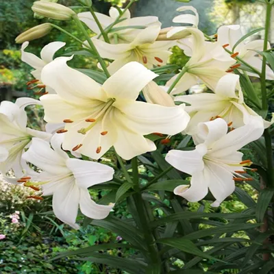 Produktbild von Lilie Blumenzwiebeln Zwiebeln Blumen Asiatische Lilie Pearl White 1 St.