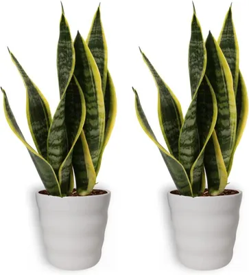 Productafbeelding van 2x Sansevieria Laurentii Vrouwentong Kamerplant Luchtreiniging 40 cm 12 cm Wit