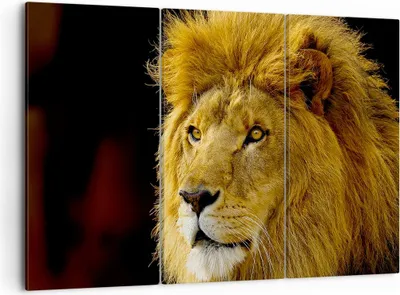Produktbild von Bild auf Leinwand - Leinwandbild - Löwe Tiere Tierwelt - 105x70cm - Wand Bild - Wanddeko - Leinwanddruck - Bilder - Kunstdruck - Wanddekoration - Leinwand bilder - Wandkunst - CE105x70-1237