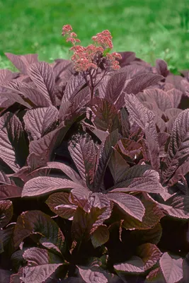 Produktbild von Rodgersia pinnata 'Chocolate Wings', Schaublatt, bronzefarben, ca. 11x11 cm Topf