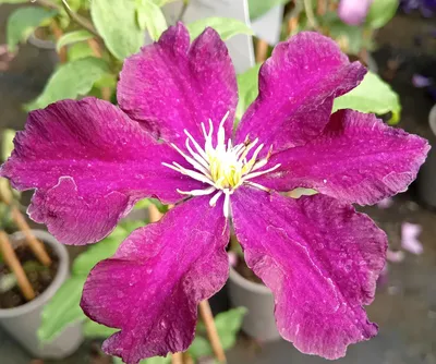 Immagine prodotto di Clematis Warszawska Nike 40 - 60 cm Rampicante rosso porpora