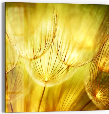 Produktbild von DEQORI Glasbild Echtglas 50x50 cm 'Goldener Hauch' Wandbild Bild modern Deko