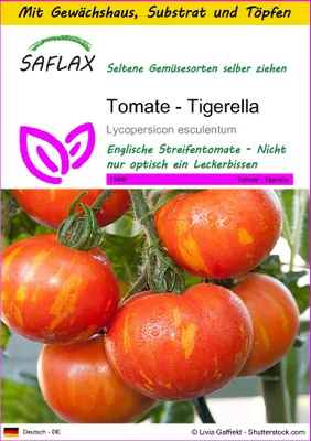 Produktbild von SAFLAX Anzucht Set - Tomate - Tigerella - Lycopersicon esculentum - 10 Samen - Mit Mini-Gewächshaus, Anzuchtsubstrat und 2 Töpfen